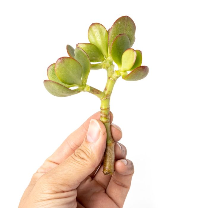 247Garden Lucky Money Bonsai Tree w/1-Gallon Tan Aeration Fabric Pot  w/Handles (Baby Jade Succulent Plant Cutting 1pc w/Breatheable Pot) - NO  SOIL INCLUDED. 100% Satisfaction Guranteed