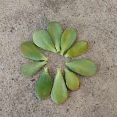 247Garden Lucky Money Plant aka Crassula Ovata 'Baby Jade' Succulent Leaf Ready-to-Root 10pc