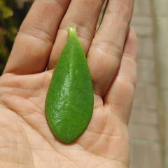 247Garden Lucky Money Plant aka Crassula Ovata 'Baby Jade' Succulent Leaf Ready-to-Root 1pc