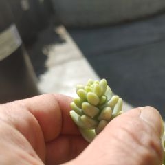 247Garden Donkey Tail Live Succulent Plant Cutting