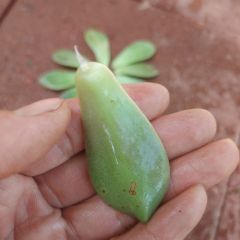 247Garden Ghost Plant Succulent Cutting 1Pc Petal for Propagation