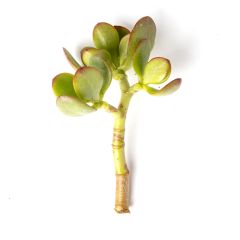 247Garden Lucky Money Plant aka Baby Jade Succulent Plant 3-4" Cutting 1pc