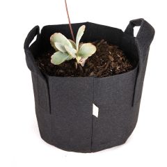 247Garden Lavender Scallops AKA Kalanchoe Fedtschenkoi Bonsai Flower Plant Kit w/1-Gallon Black Aeration Fabric Pot (-No Soil Included)