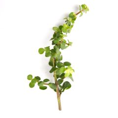 247Garden Magic Carbon-Trap Tree Succulent Plant Cutting 3-4" 1pc