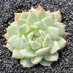 247Garden Echeveria Tippy Real Live Succulent Plant Cutting 90mm/3.5" Double-Head