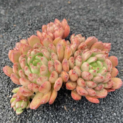 247Garden Sedeveria 'Pink Ruby' Live Succulent Plant Cutting 90mm/3.5" Single-Head
