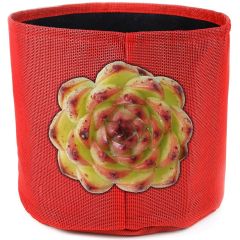 247Garden Echeveria 'Moon Stone' Succulent Plant Cutting 90mm/3.5" +One Gallon Textilene Aeration Fabric Pot/Grow Bag Red Pepper