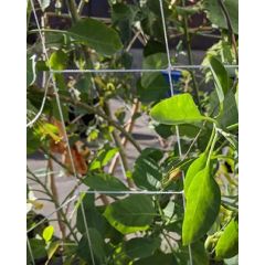 247Garden Nylon Trellis Netting for Plant Support w/6-Inch Square Mesh