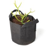 247Garden Pencil Cactus Bonsai Tree Kit w/1-Gallon Black Aeration Fabric Pot w/Handles (Included 1pc 3-4" Fresh Succulent Plant Cutting +BPA-Free Breatheable Grow Bag) - No soil incl.