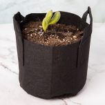 247Garden Bear's Paw Bonsai Shrub Succulent Plant Kit w/1-Gallon Black Aeration Fabric Pot - (No Soil Included)