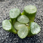 247Garden Haworthia Maughanii Live Succulent Plant Cutting 65mm/2.5" Single-Head