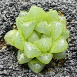 247Garden Haworthia Snow Live Succulent Plant Cutting 65mm/2.5" Single-Head