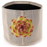 Echeveria 'Moon Stone' Succulent Plant Cutting 90mm/3.5" w/247Garden 1-Gallon Textilene Aeration Fabric Pot/Grow Bag Smoke Gray