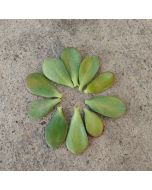 247Garden Lucky Money Plant aka Crassula Ovata 'Baby Jade' Succulent Leaf Ready-to-Root 10pc