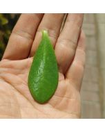 247Garden Lucky Money Plant aka Crassula Ovata 'Baby Jade' Succulent Leaf Ready-to-Root 1pc