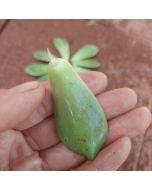 247Garden Ghost Plant Succulent Cutting 1Pc Petal for Propagation