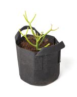 247Garden Pencil Cactus Bonsai Tree Kit w/1-Gallon Black Aeration Fabric Pot w/Handles (Included 1pc 3-4" Fresh Succulent Plant Cutting +BPA-Free Breatheable Grow Bag) - No soil incl.