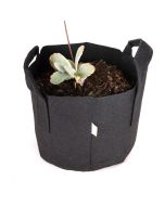 247Garden Lavender Scallops AKA Kalanchoe Fedtschenkoi Bonsai Flower Plant Kit w/1-Gallon Black Aeration Fabric Pot (-No Soil Included)