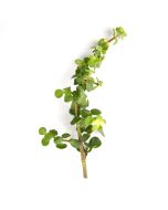 247Garden Magic Carbon-Trap Tree Succulent Plant Cutting 3-4" 1pc